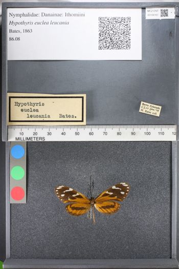Media type: image;   Entomology 106161